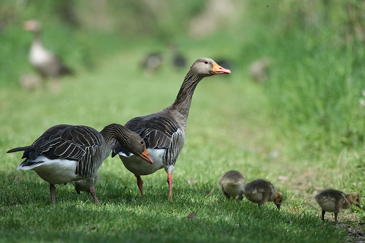 �n�C�C���K���̉Ƒ�