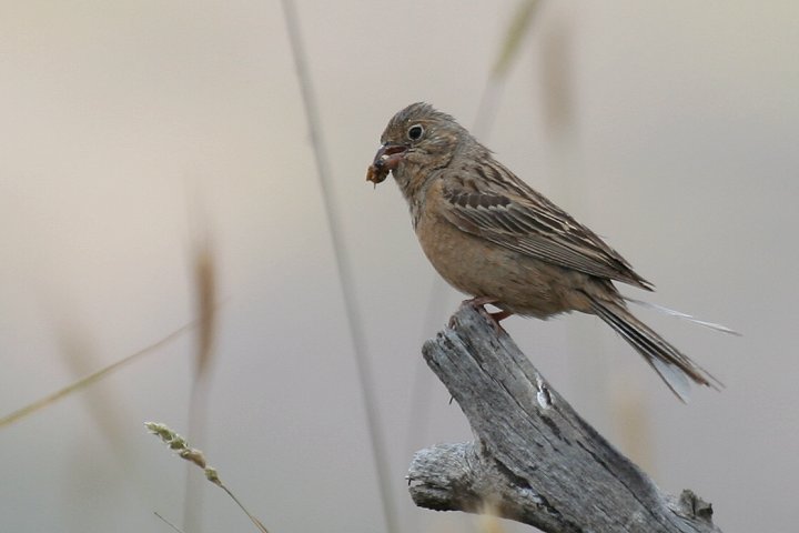 �m�h�A�J�z�I�W���́�