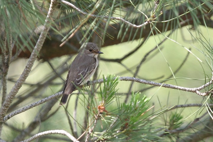 ���i�t�q�^�L