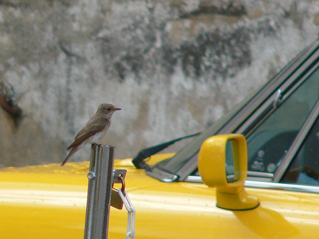 ���i�t�q�^�L