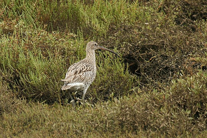 �_�C�V���N�V�M