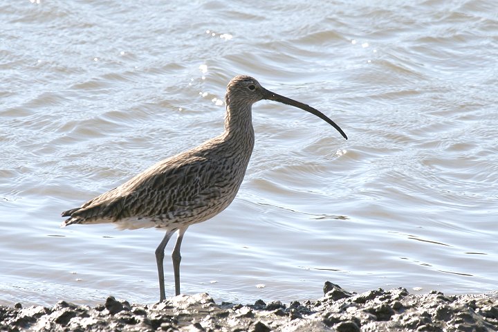 �_�C�V���N�V�M