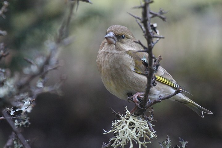 �A�I�J�����q���́�