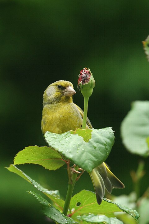 �A�I�J�����q���́�