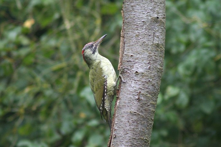 ���[���b�p�A�I�Q���i���̐����j