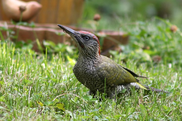 ���[���b�p�A�I�Q���i�c���j