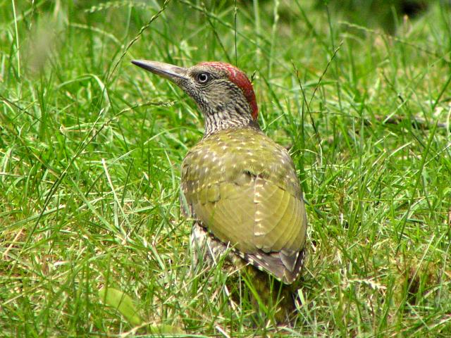 ���[���b�p�A�I�Q���i�c���j