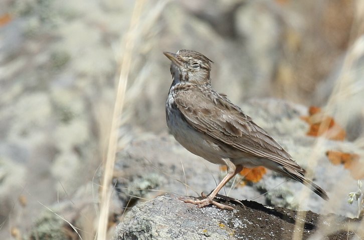 �J�������q�o��