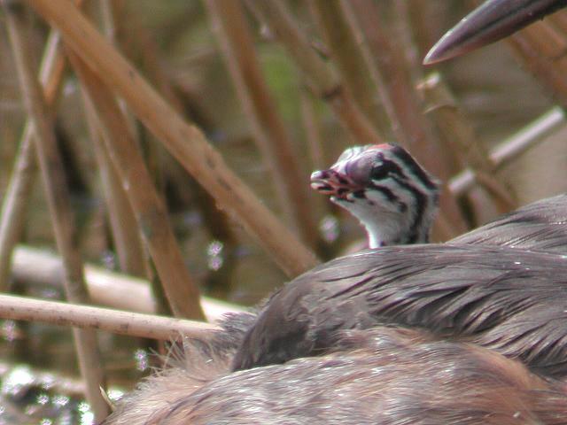 �J�������J�C�c�u���̃q�i