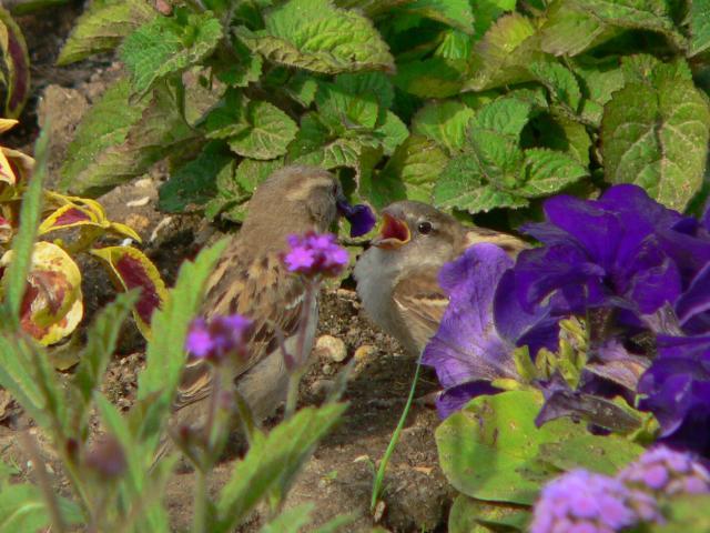 �C�G�X�Y���̕�q