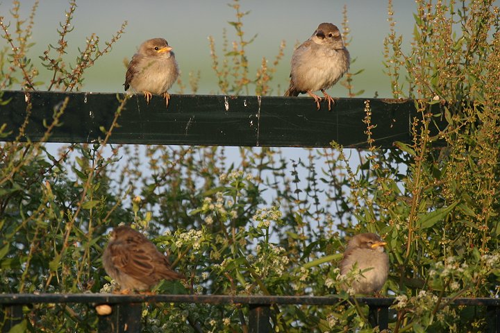 �C�G�X�Y��