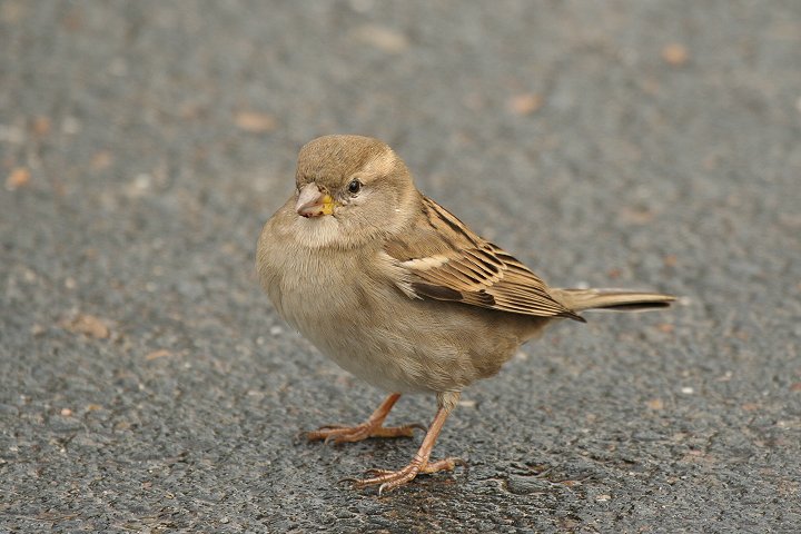 �C�G�X�Y���́�