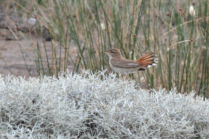 �I�^�e���u�R�}