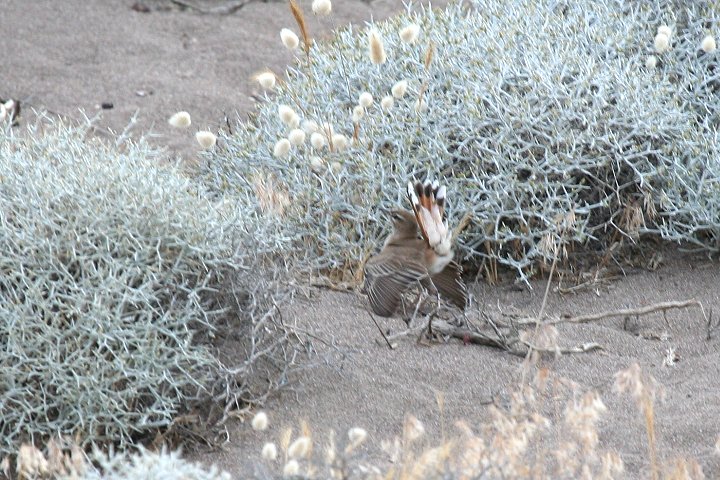 �I�^�e���u�R�}