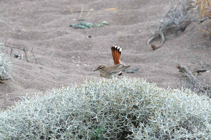 �I�^�e���u�R�}