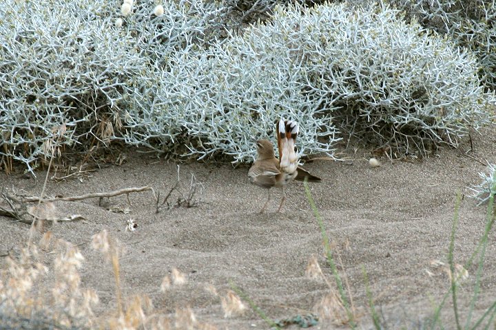 �I�^�e���u�R�}