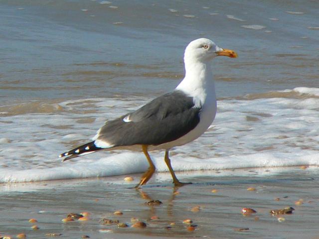 �j�V�Z�O���J�����i�ĉH�j