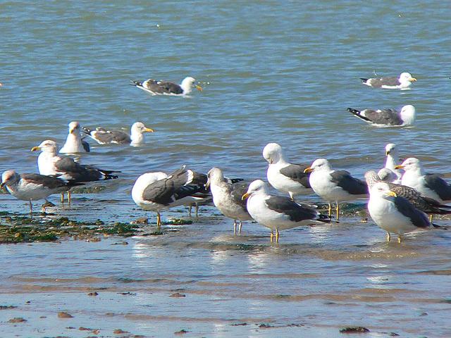 �j�V�Z�O���J�����i�ĉH�j