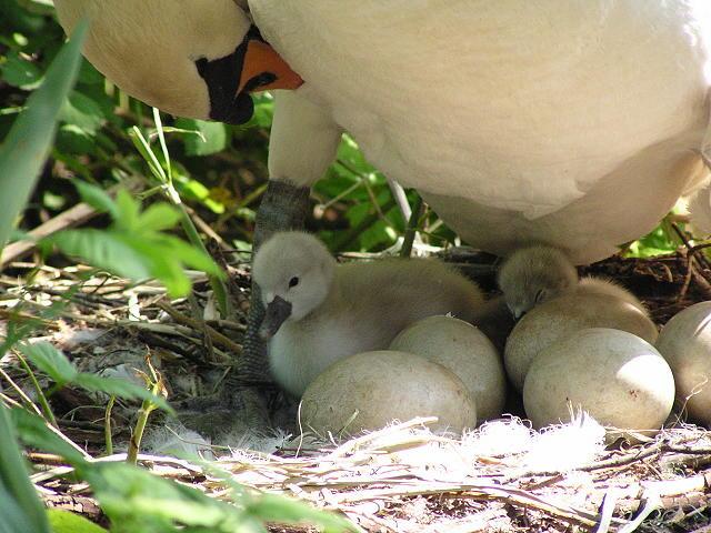 �R�u�n�N�`���E