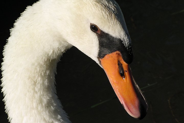 �R�u�n�N�`���E