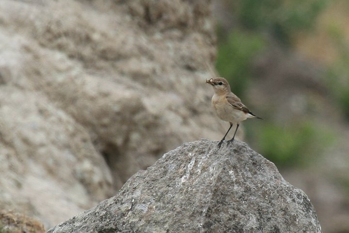 �C�i�o�q�^�L