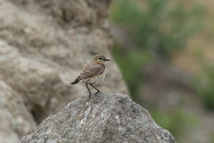 �C�i�o�q�^�L