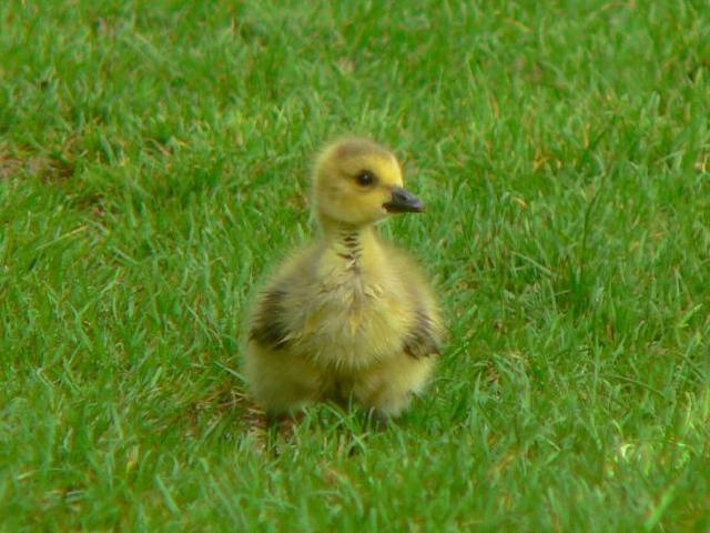 �J�i�_�K���̃q�i