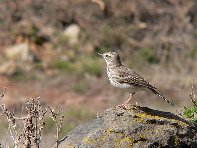 �J�i���[�^�q�o��