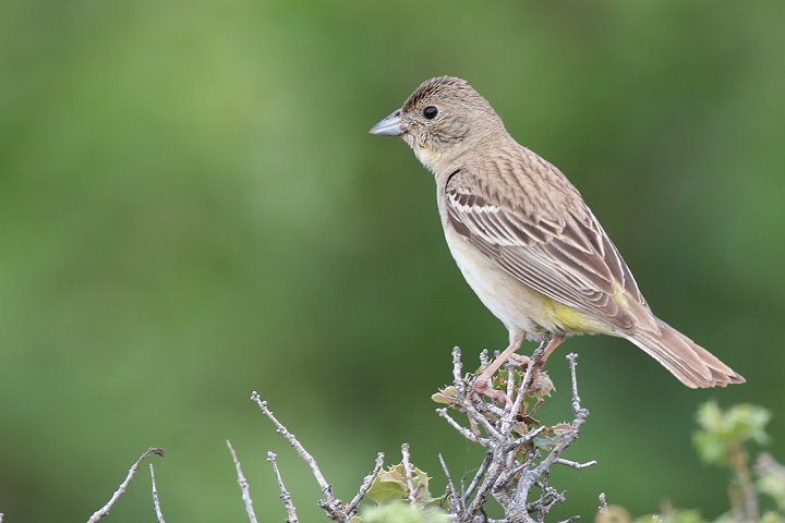 �Y�O���`���L���`���E�̗c���܂��́��H