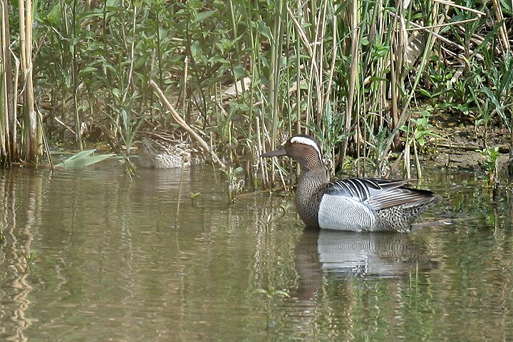 �V�}�A�W�́�