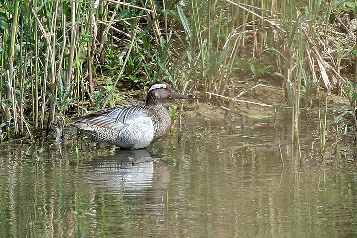 �V�}�A�W�́�