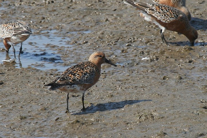 �R�I�o�V�M�i�ɐB�H�j