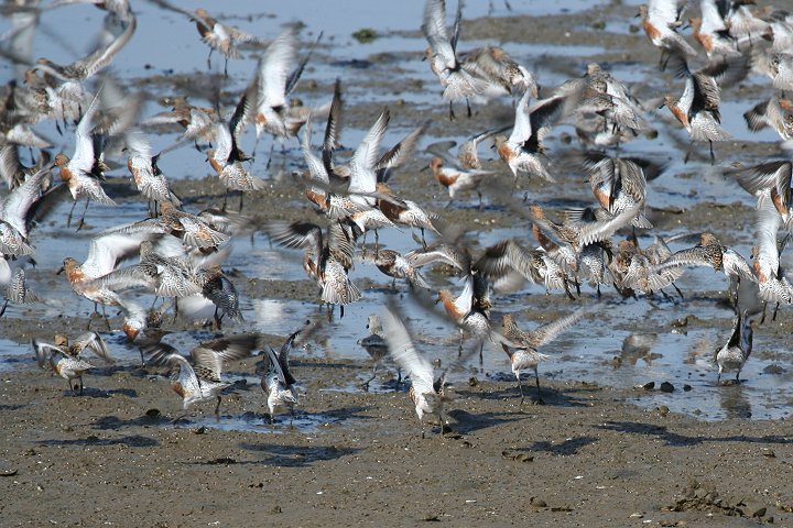 �R�I�o�V�M�i�ɐB�H�j