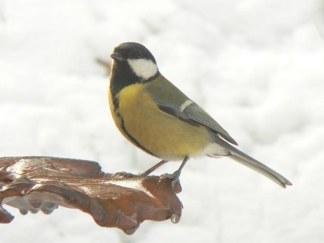 �V�W���E�J���i���j