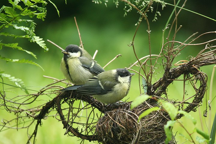 �V�W���E�J���i�c���j