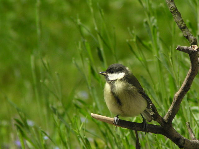 �V�W���E�J���̗c��