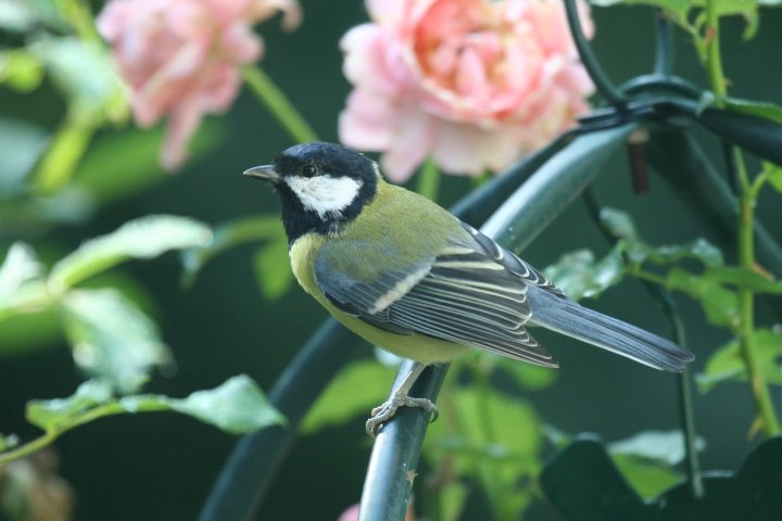 �V�W���E�J��