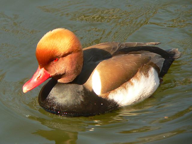 �A�J�n�V�n�W���i���j