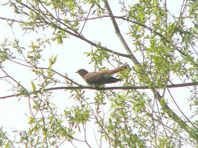 �J�b�R�E�i���j