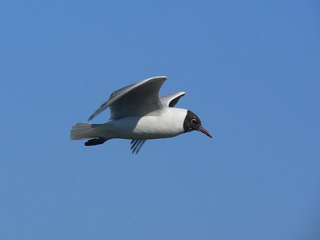 �ɐB�H�̃����J����