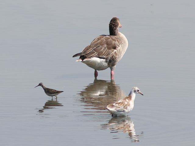 �����J�����̎ᒹ�i�E�[�j