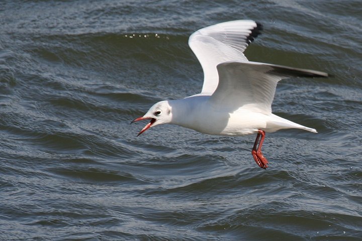 �����J�����i�~�H�j