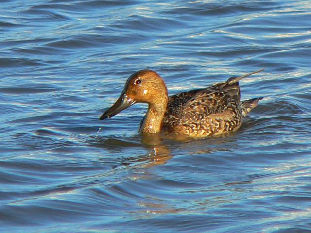 �n�V�r���K���́�