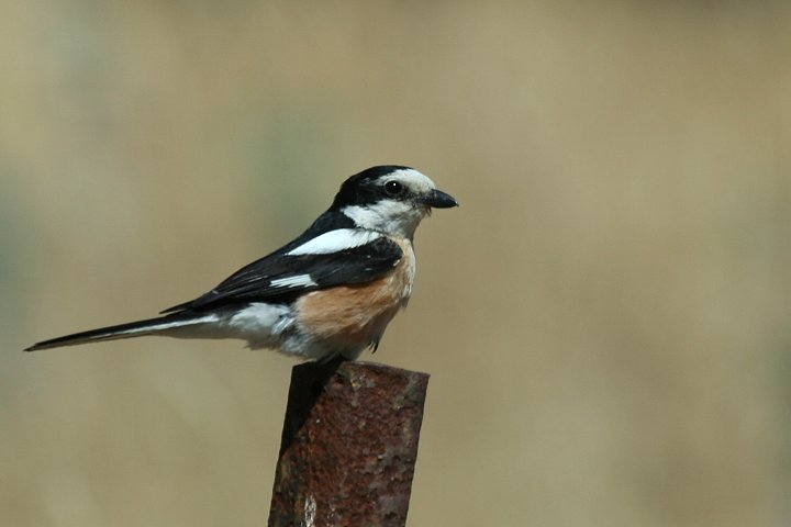 �V���N�����Y�i���j