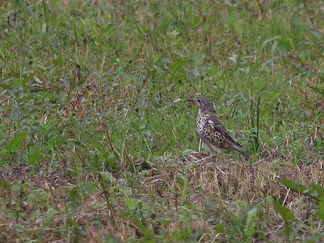 ���h���M�c�O�~