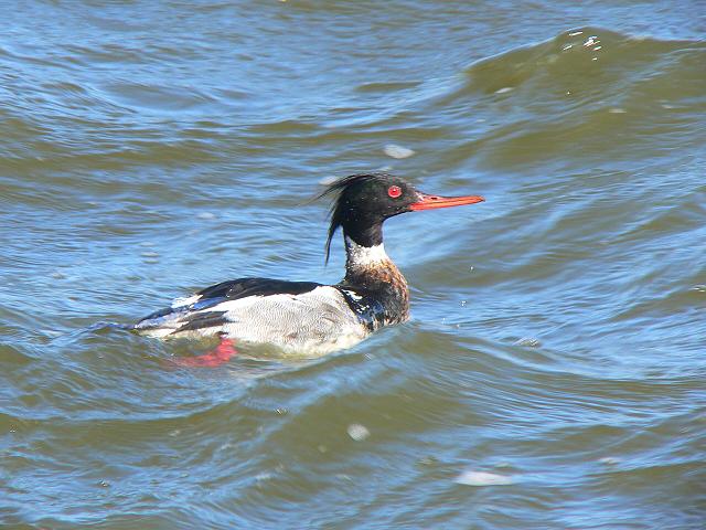 �E�~�A�C�T�́�