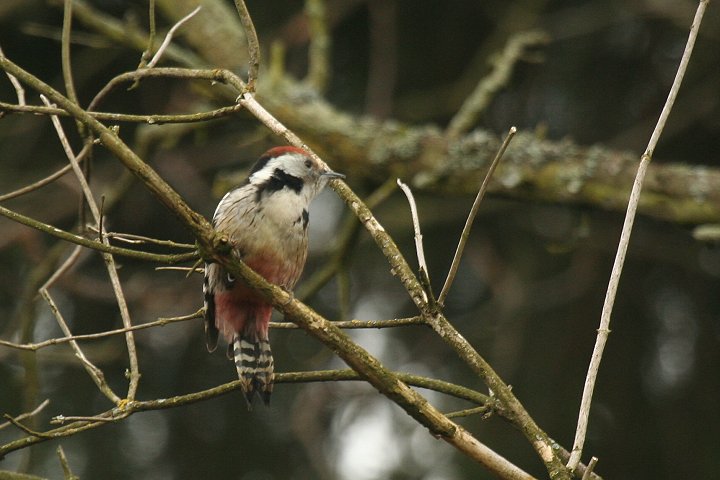 �q���A�J�Q��