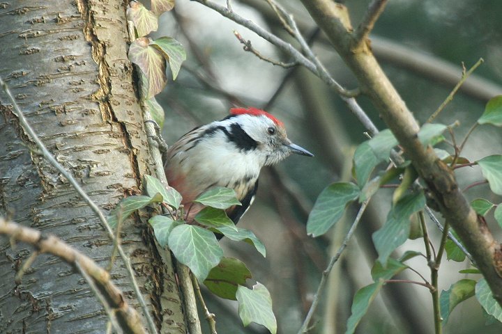 �q���A�J�Q��