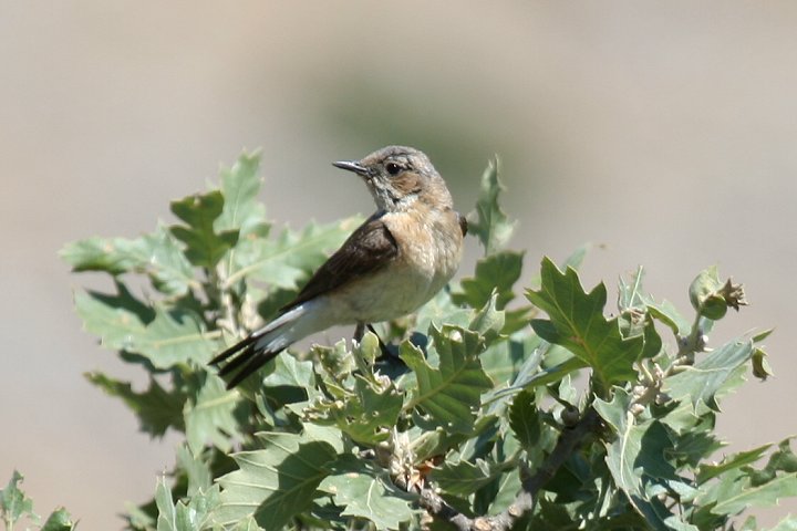 �J�I�O���T�o�N�q�^�L�̃��X