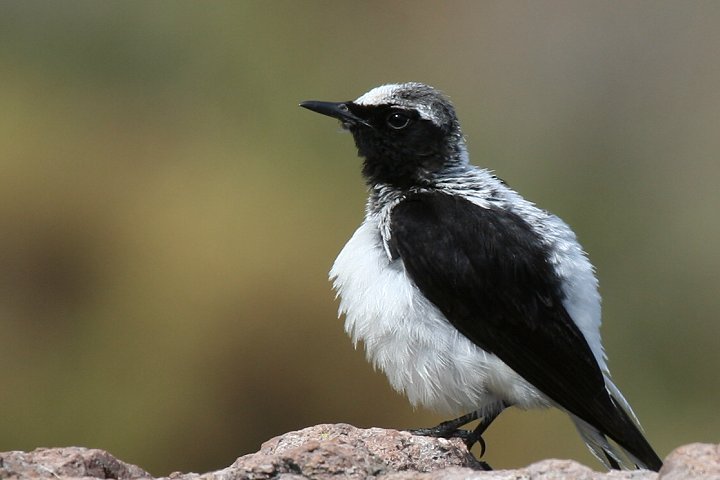 �J�I�O���T�o�N�q�^�L�́�